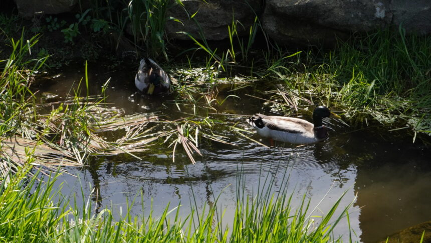 patos canal esposende fotografia natureza