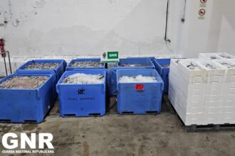 Aveiro Capreende mais de 2,8 toneladas de sardinha subdimensionada na Lota