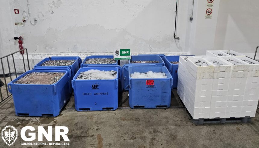 Aveiro: GNR apreende mais de 2,8 toneladas de sardinha subdimensionada na Lota Aveiro Capreende mais de 2,8 toneladas de sardinha subdimensionada na Lota