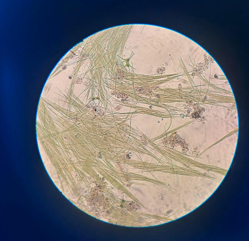 Albufeira de Lindoso contaminada por 'bloom' de cianobactérias tóxicas vindo da Galiza Captura de ecra 2026 06 11 141555