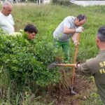 Esposende Município liberta agente biológico e cria armadilhas no combate a espécies invasoras