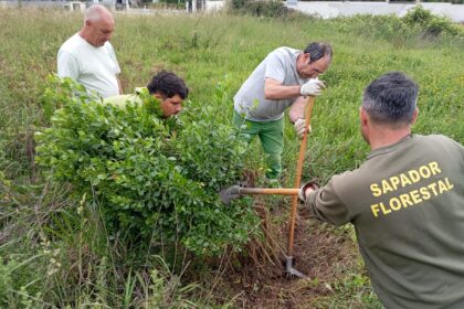 Esposende Município liberta agente biológico e cria armadilhas no combate a espécies invasoras