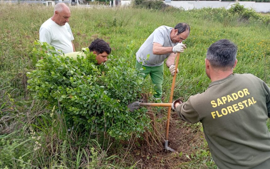 Esposende: Município liberta agente biológico e cria armadilhas no combate a espécies invasoras Esposende Município liberta agente biológico e cria armadilhas no combate a espécies invasoras