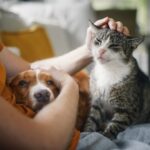 Esposende apoia esterilização de cães e gatos com reembolsos até 100 euros
