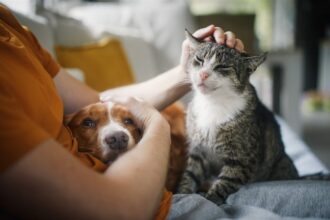 Esposende apoia esterilização de cães e gatos com reembolsos até 100 euros