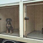 Loures GNR resgata 20 cães em agonia e à fome. Dois lutam pela vida no hospital!