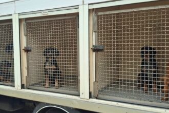 Loures GNR resgata 20 cães em agonia e à fome. Dois lutam pela vida no hospital!