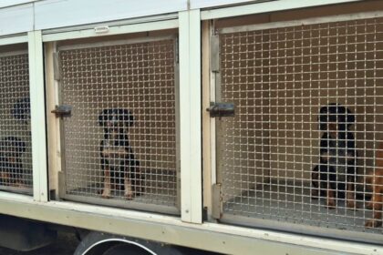 Loures GNR resgata 20 cães em agonia e à fome. Dois lutam pela vida no hospital!