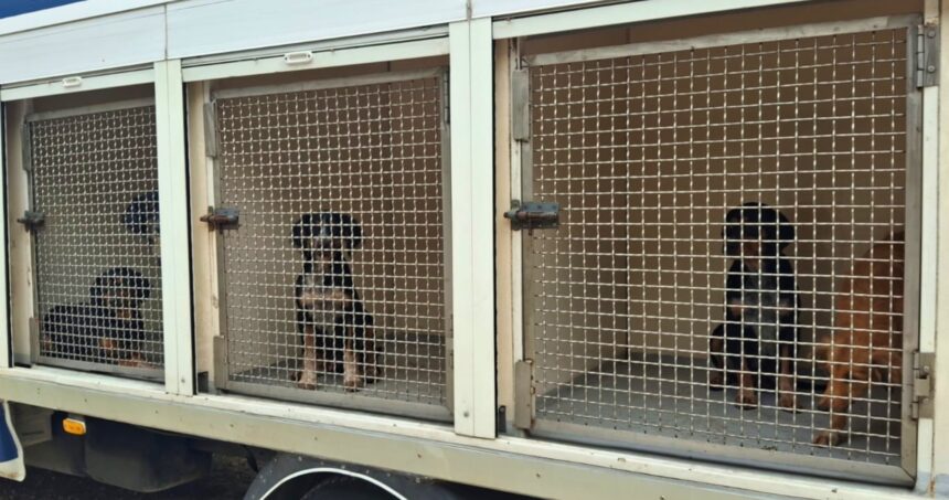 Loures GNR resgata 20 cães em agonia e à fome. Dois lutam pela vida no hospital!