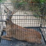 Viana Corco resgatado apos atropelamento na nova variante do porto de mar