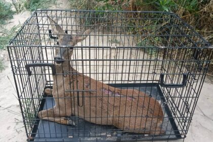 Viana Corco resgatado apos atropelamento na nova variante do porto de mar