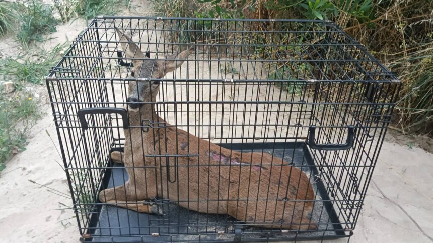 Viana Corco resgatado apos atropelamento na nova variante do porto de mar