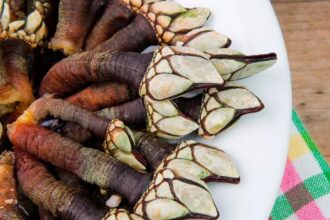 Viana Festival Maresia traz gastronomia maritima e musica ao vivo a partir desta quarta feira e1785322770353