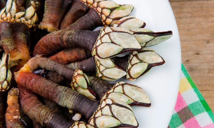 Viana Festival Maresia traz gastronomia maritima e musica ao vivo a partir desta quarta feira e1785322770353
