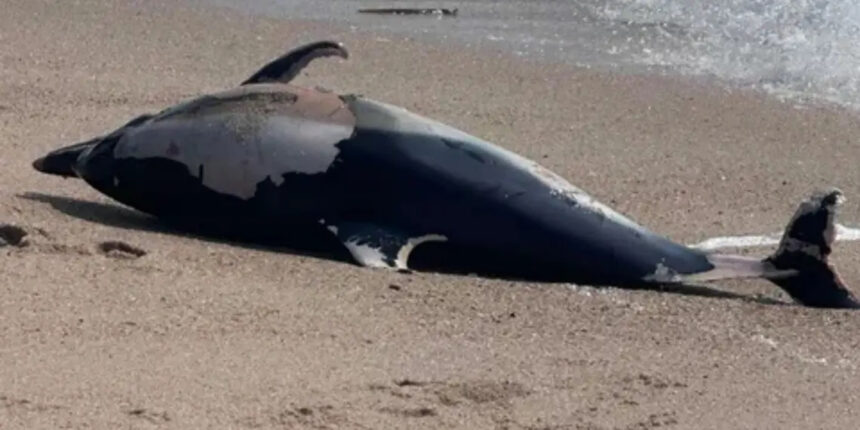 Póvoa de Varzim: Golfinho encontrado morto na praia golfinho povoa de varzim - 1