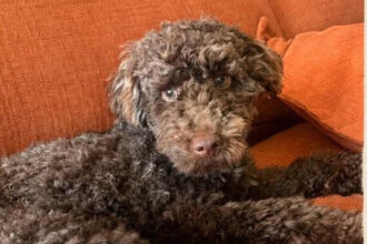 ALERTA DE PROCURA Cao Eddie desaparecido ha quase 24 horas na zona de Barcelinhos Barcelos e1786005416616