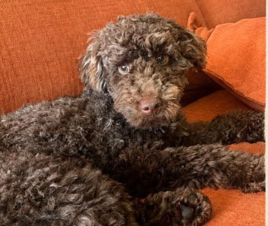 ALERTA DE PROCURA Cao Eddie desaparecido ha quase 24 horas na zona de Barcelinhos Barcelos e1786005416616