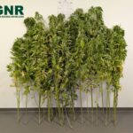 GNR detém mulher de 63 anos que semeava canábis em Cabeceiras de Basto
