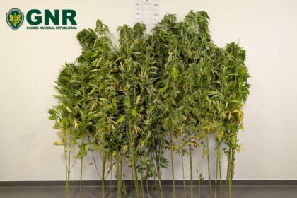 GNR detém mulher de 63 anos que semeava canábis em Cabeceiras de Basto