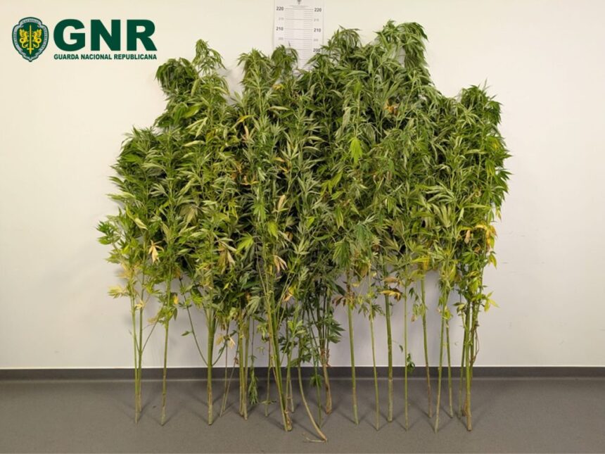 GNR detém mulher de 63 anos que semeava canábis em Cabeceiras de Basto