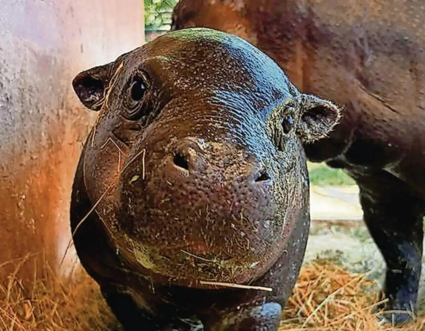 Nasceu Poipoi. Cria de hipopótamo-pigmeu é a quinta do Zoo Santo Inácio hipoptamo pigmeu gaia - 1