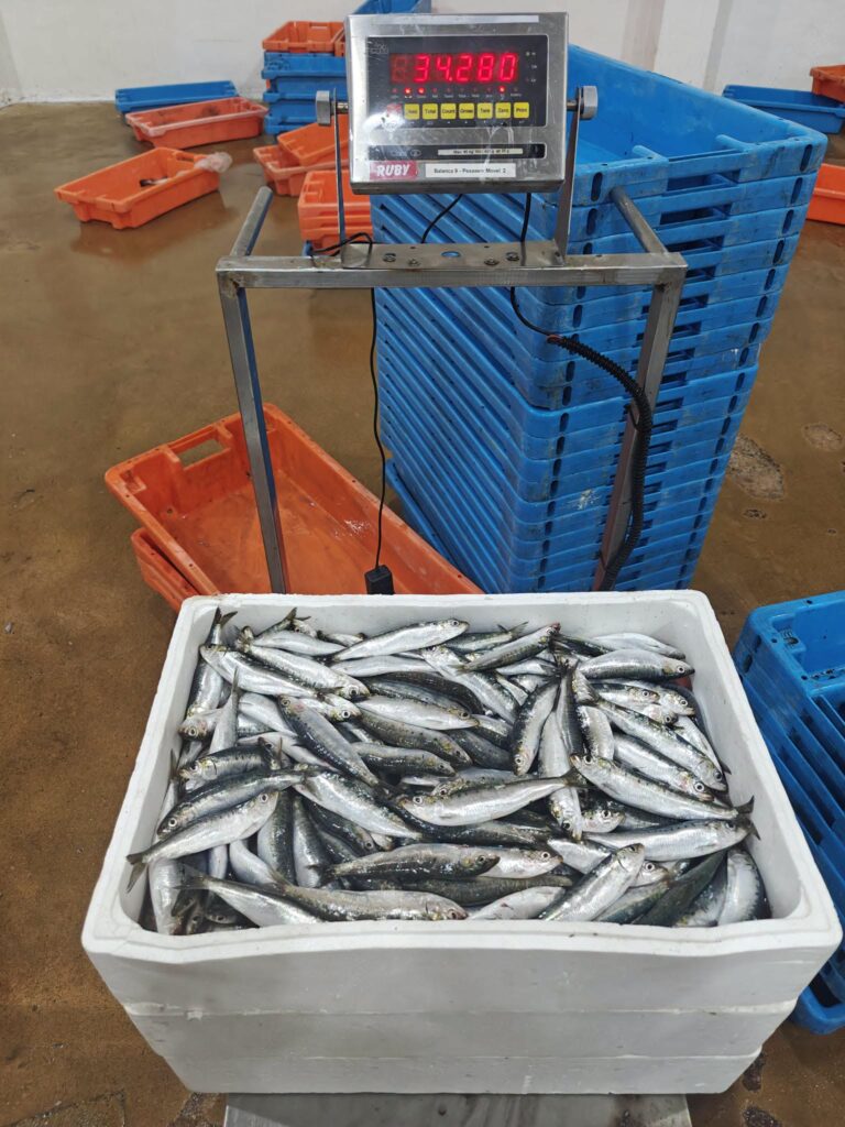 Câmara da Póvoa reforça fiscalização e apreende 200 quilos de pescado ilegal