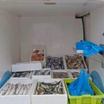 Povoa de Varzim pescado UCC