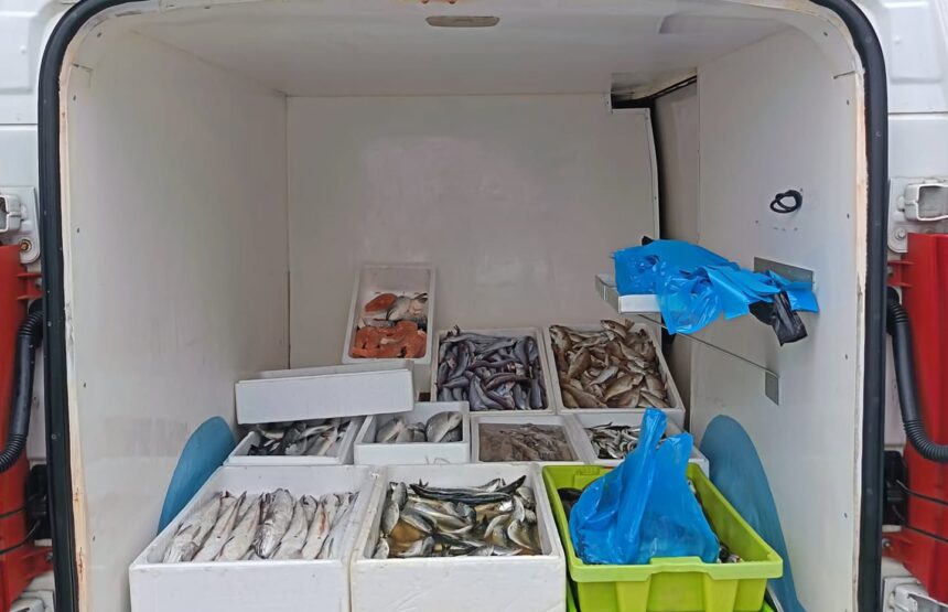 Povoa de Varzim pescado UCC