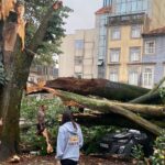 arvore cai no porto