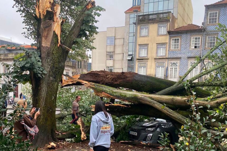 Porto: Queda de árvore centenária atinge cinco viaturas arvore cai no porto