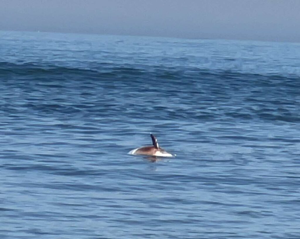 Vila do Conde: Golfinho encontrado sem vida na Praia de S. Paio mobiliza Polícia Marítima 805972833 1552685486143783 2874573147329141613 n e1789398930142