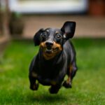 CROA Barcelos organiza Feira de Adocao Animal no Largo da Porta Nova no proximo sabado scaled e1790778371459