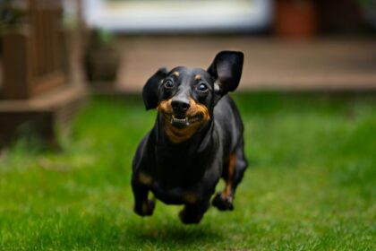CROA Barcelos organiza Feira de Adocao Animal no Largo da Porta Nova no proximo sabado scaled e1790778371459