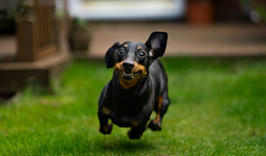 CROA Barcelos organiza Feira de Adocao Animal no Largo da Porta Nova no proximo sabado scaled e1790778371459