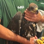 Crias de águia-real nascidas em Gaia chegam ao Parque Nacional da Peneda-Gerês para reintrodução na natureza