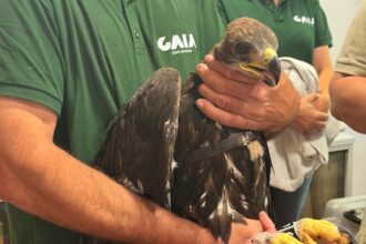 Crias de águia-real nascidas em Gaia chegam ao Parque Nacional da Peneda-Gerês para reintrodução na natureza