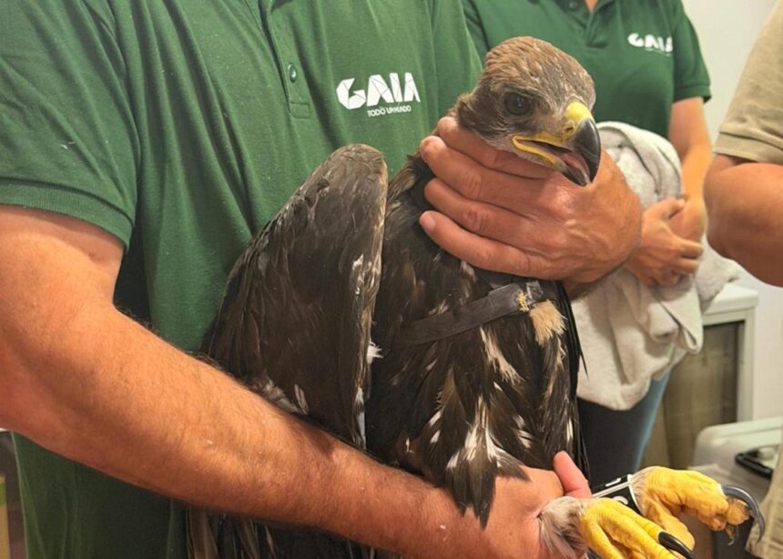 Crias de águia-real nascidas em Gaia chegam ao Parque Nacional da Peneda-Gerês para reintrodução na natureza Crias de águia-real nascidas em Gaia chegam ao Parque Nacional da Peneda-Gerês para reintrodução na natureza