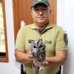 Guarda SEPNA recolhe coruja do mato debilitada na ligacao entre Pousade e Albardo e1790590942821