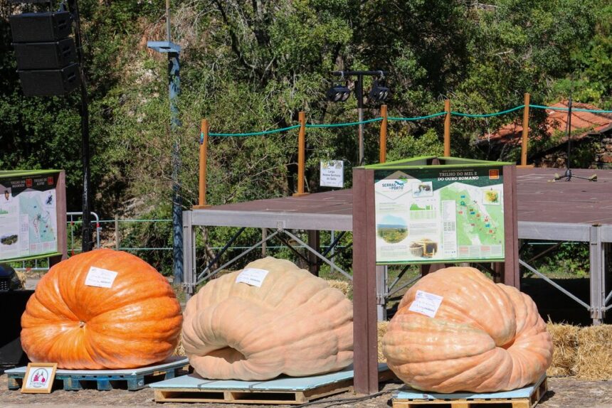 Paredes Concurso O Maior da Minha Aldeia bate recorde historico com abobora gigante de 905 quilos