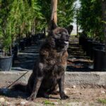 Povoa de Varzim CROAC promove adocao responsavel de animais de companhia