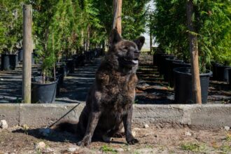 Povoa de Varzim CROAC promove adocao responsavel de animais de companhia