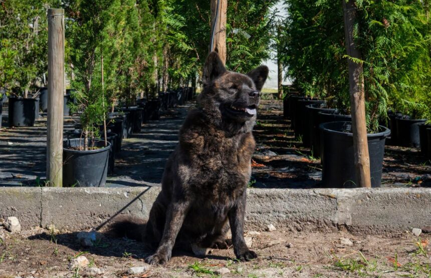 Povoa de Varzim CROAC promove adocao responsavel de animais de companhia