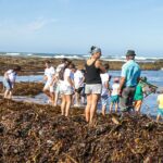 Povoa de Varzim Jovens da Area Metropolitana aprendem tradicao da apanha do sargaco em Agucadoura