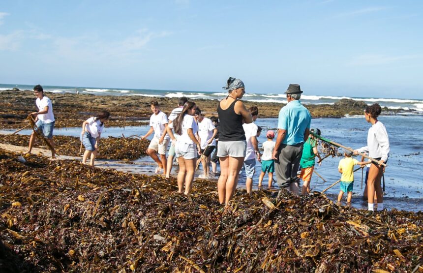 Póvoa de Varzim: Jovens da Área Metropolitana aprendem tradição da apanha do sargaço em Aguçadoura Povoa de Varzim Jovens da Area Metropolitana aprendem tradicao da apanha do sargaco em Agucadoura
