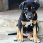 Santo Tirso Tribunal absolve todos os arguidos do caso dos maus tratos a animais