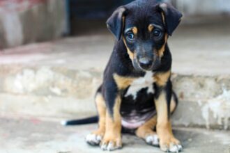Santo Tirso Tribunal absolve todos os arguidos do caso dos maus tratos a animais