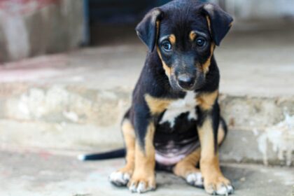 Santo Tirso Tribunal absolve todos os arguidos do caso dos maus tratos a animais