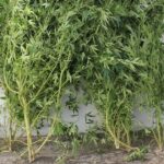 Viana GNR detem mulher que cultivava canabis em residencia