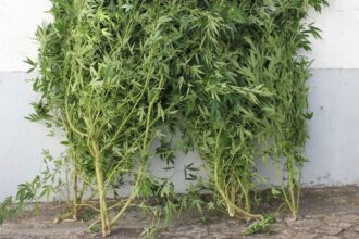 Viana GNR detem mulher que cultivava canabis em residencia