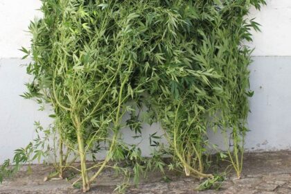 Viana GNR detem mulher que cultivava canabis em residencia